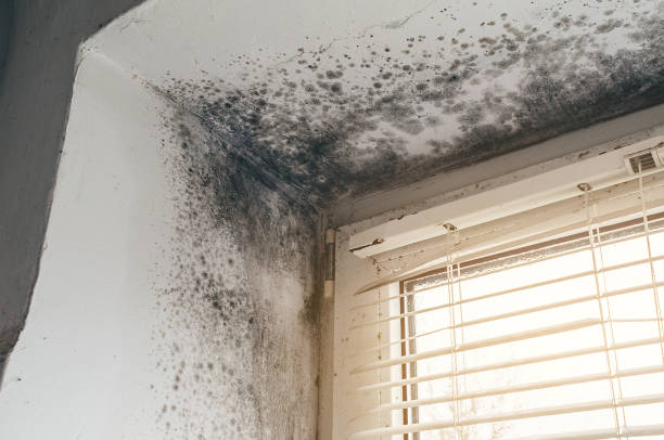 Affordable Black Mold Remediation solutions in Sharpsburg, NC